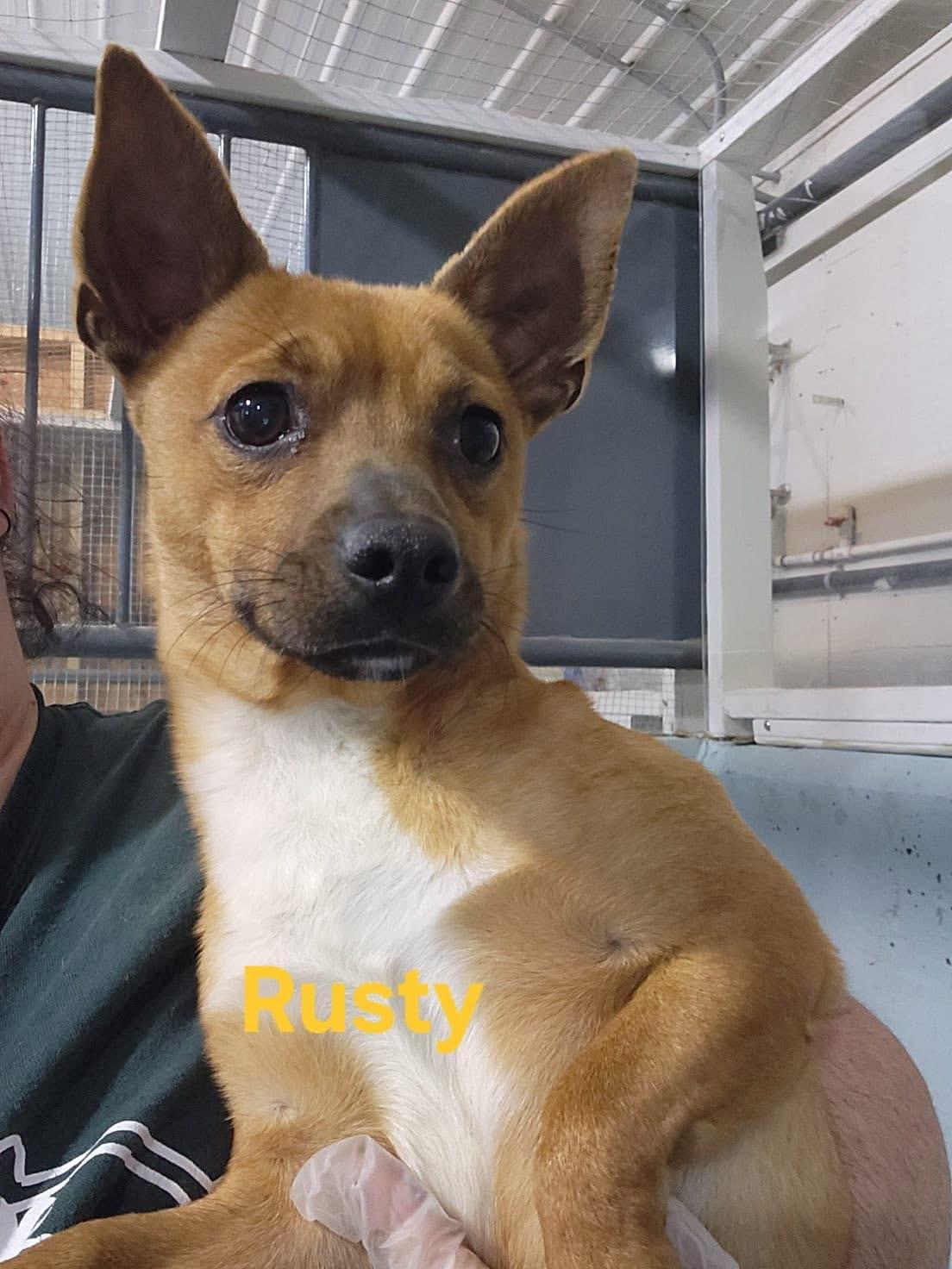 Enlarge Rusty, a ADOPTABLE mixed breed in Humboldt , SK image 1/1