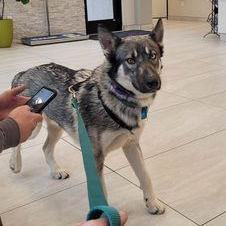 Enlarge TAKODA, a Adopted Siberian Husky in Lodi, CA image 2/6