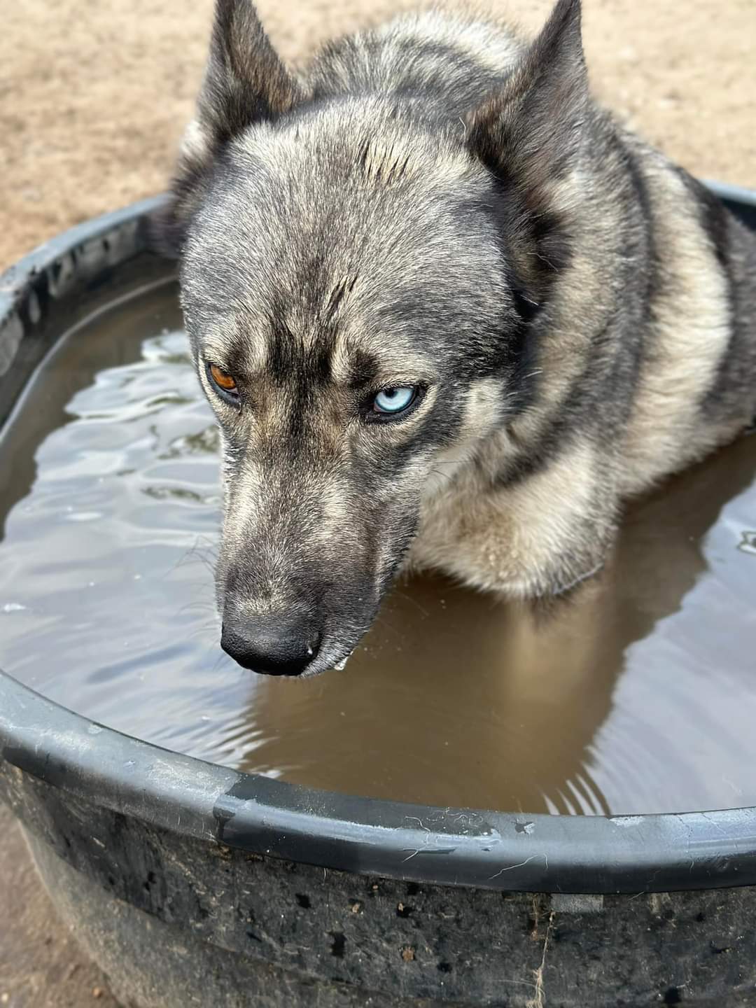 Enlarge TAKODA, a Adopted Siberian Husky in Lodi, CA image 3/6