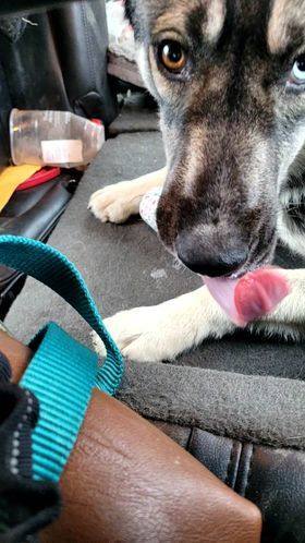 Enlarge TAKODA, a Adopted Siberian Husky in Lodi, CA image 4/6