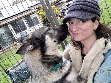 Enlarge TAKODA, a Adopted Siberian Husky in Lodi, CA image 5/6