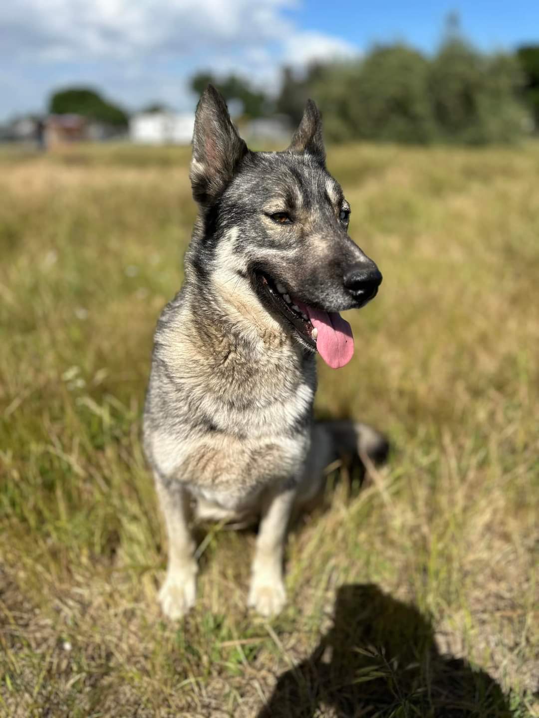TAKODA, Adopted, Adult Male Siberian Husky.