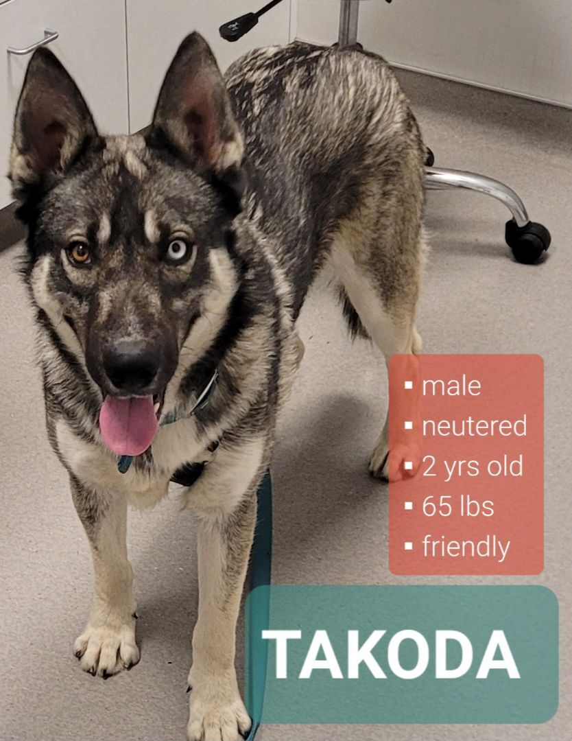 Enlarge TAKODA, a Adopted Siberian Husky in Lodi, CA image 6/6