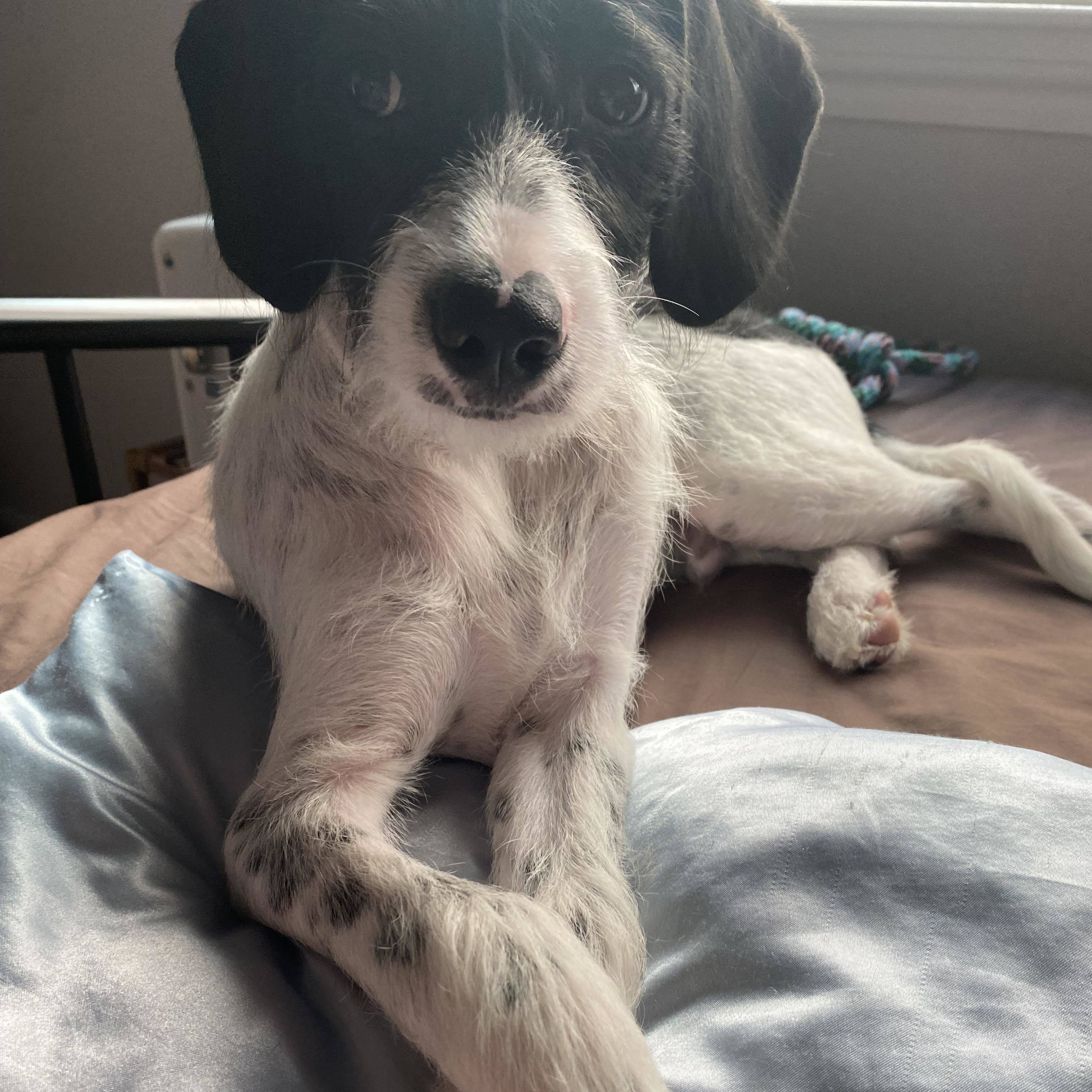Tux, Adopted, Puppy Male Wirehaired Terrier.