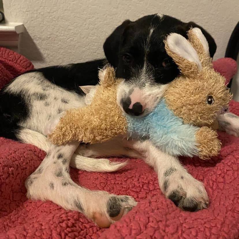 Tux, a Adopted Wirehaired Terrier in Forney, TX image 2/4
