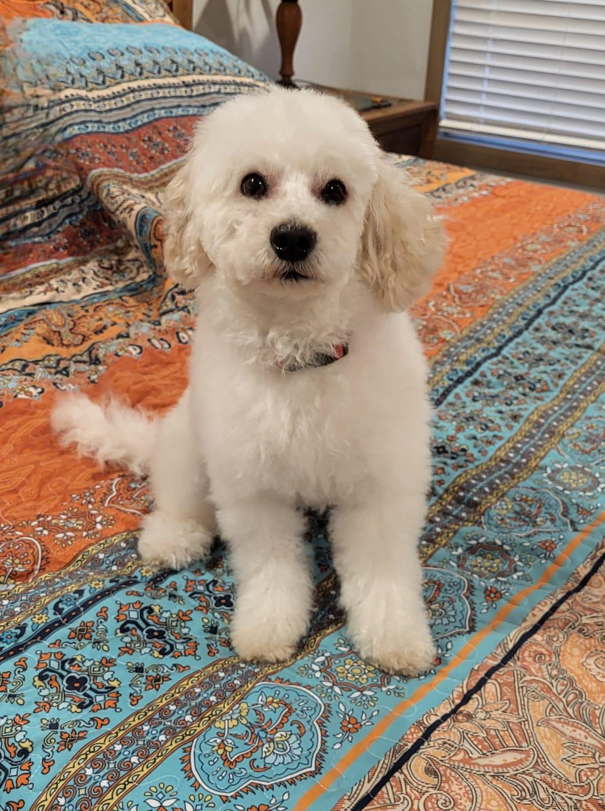 Zio, ADOPTABLE, Adult Male Maltipoo.