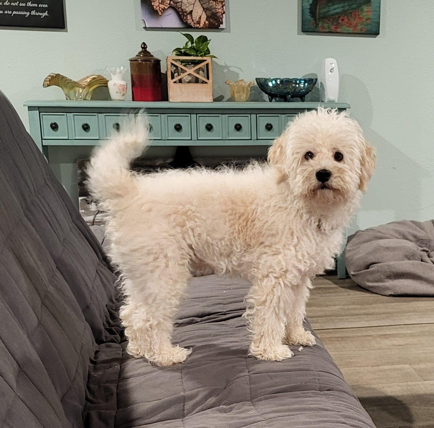 Enlarge Zio, a ADOPTABLE mixed breed in Southport, CT image 2/4