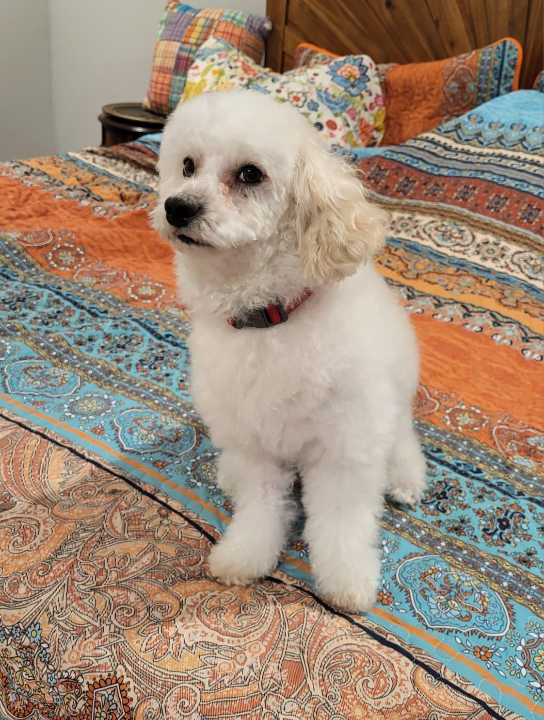 Enlarge Zio, a ADOPTABLE mixed breed in Southport, CT image 3/4