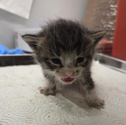 Midnight, Adoptable, Kitten Male Domestic Medium Hair & Domestic Short Hair.