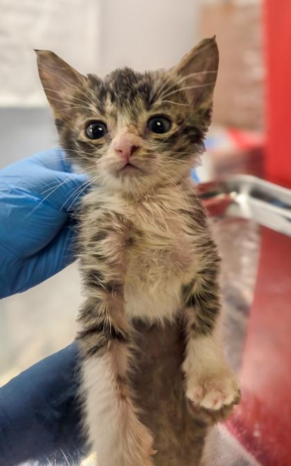 Midnight, a Adoptable mixed breed in Fresno, CA image 3/3