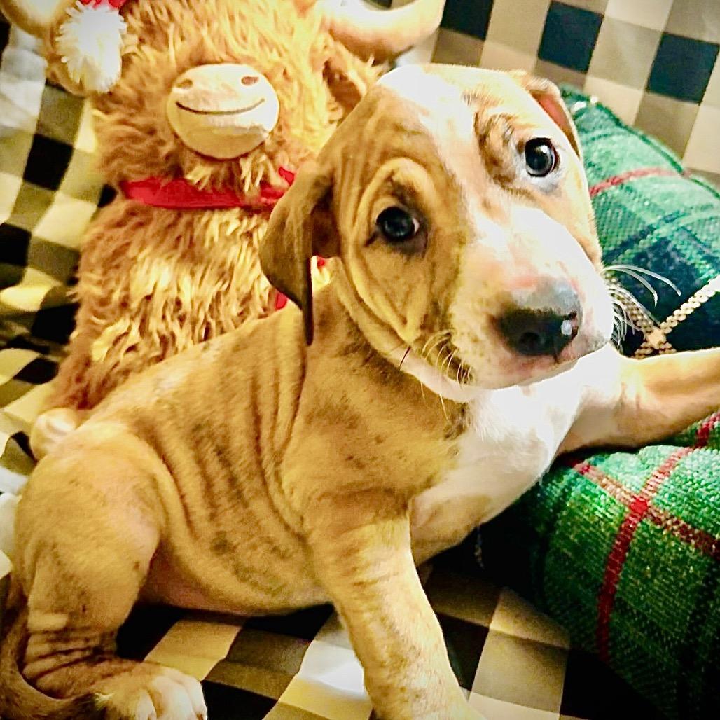 Enlarge Alfie, a Adoptable Mixed Breed in Oxford, ME image 1/1