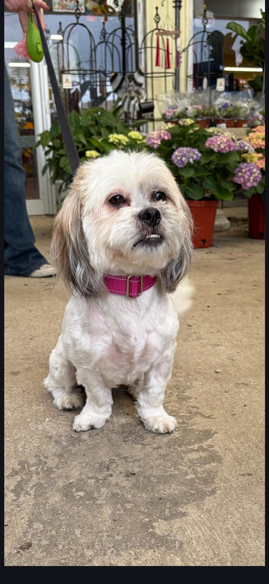 Gretta at Jefferson Feed, adopted, Adult Female Shih Tzu & Miniature Pinscher.