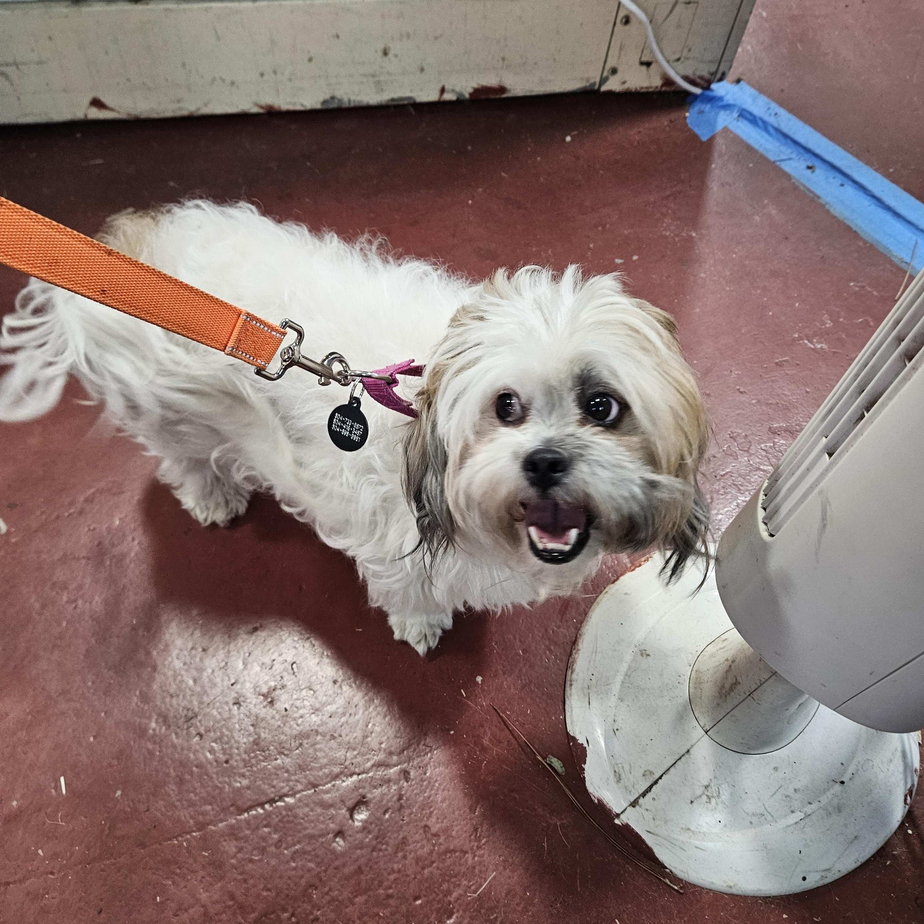 Enlarge Gretta at Jefferson Feed, an adopted mixed breed in Jefferson, LA image 4/4