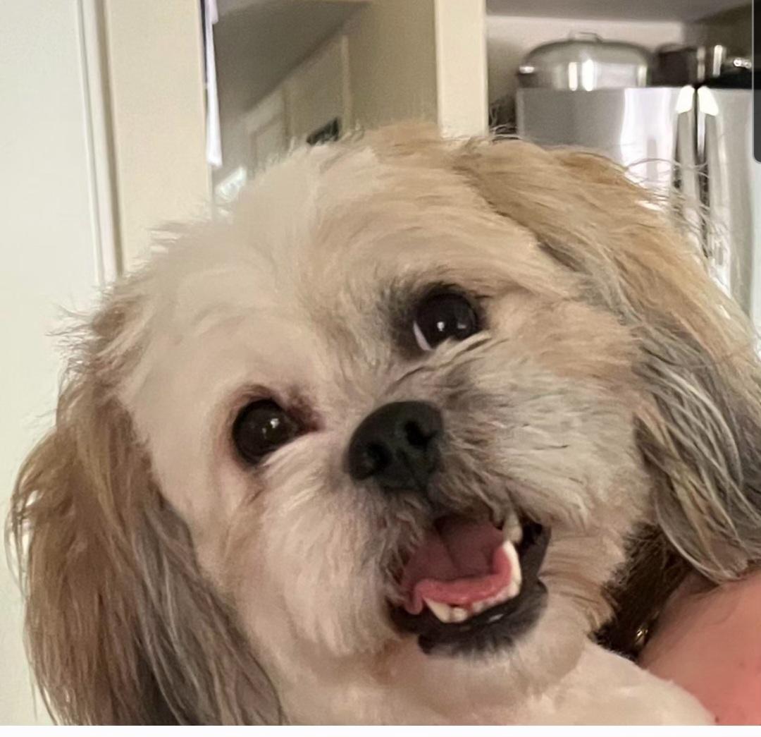 Enlarge Gretta at Jefferson Feed, an adopted mixed breed in Jefferson, LA image 2/4