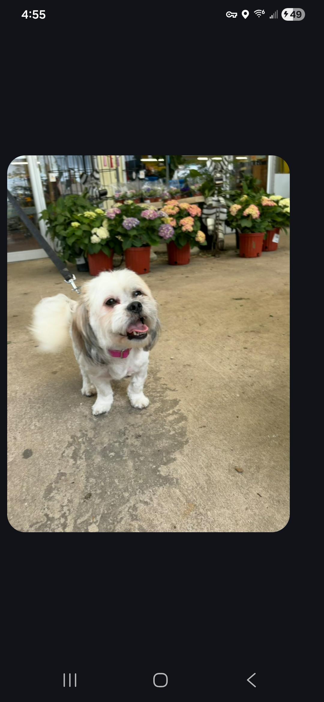 Enlarge Gretta at Jefferson Feed, an adopted mixed breed in Jefferson, LA image 3/4