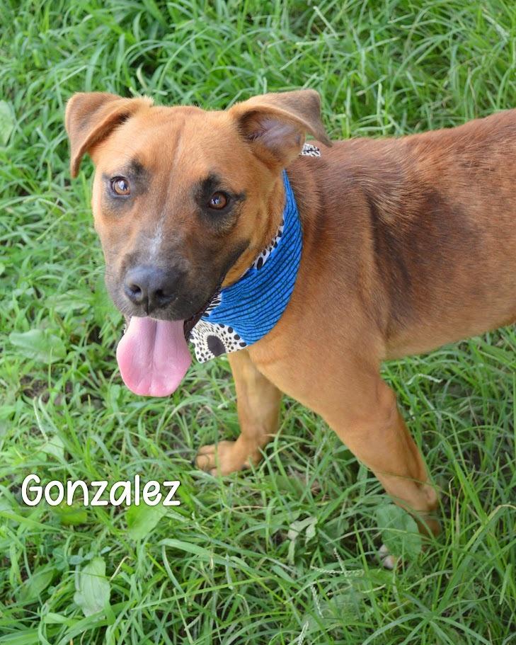 Gonzalez, Adoptable, Young Male Black Mouth Cur.
