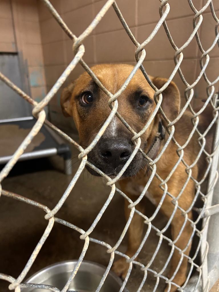 Gonzalez, Adoptable, Young Male Pit Bull Terrier.