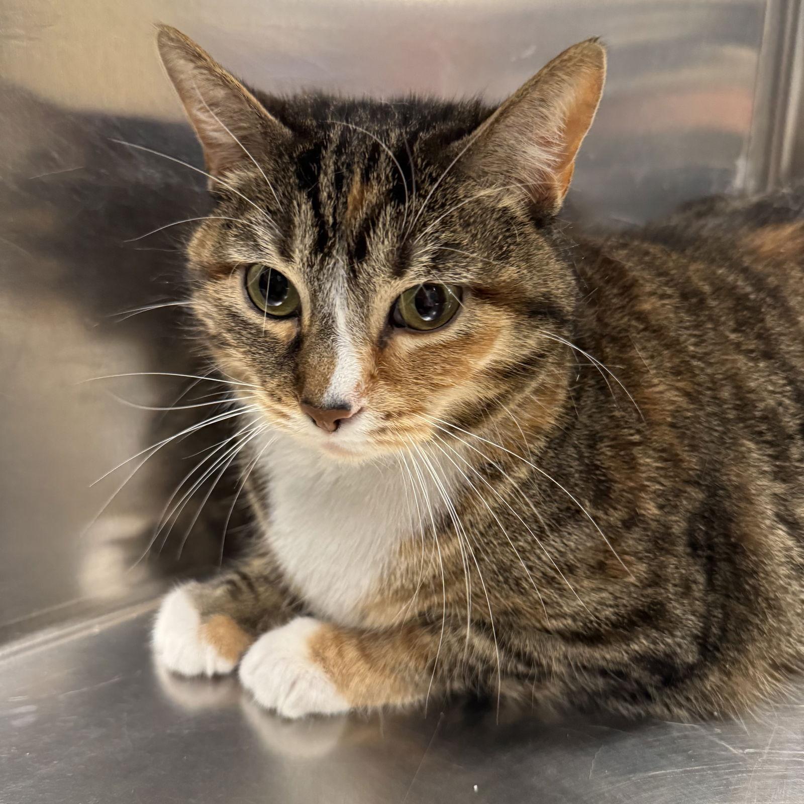 Daisy, Adoptable, Adult Female Domestic Short Hair.