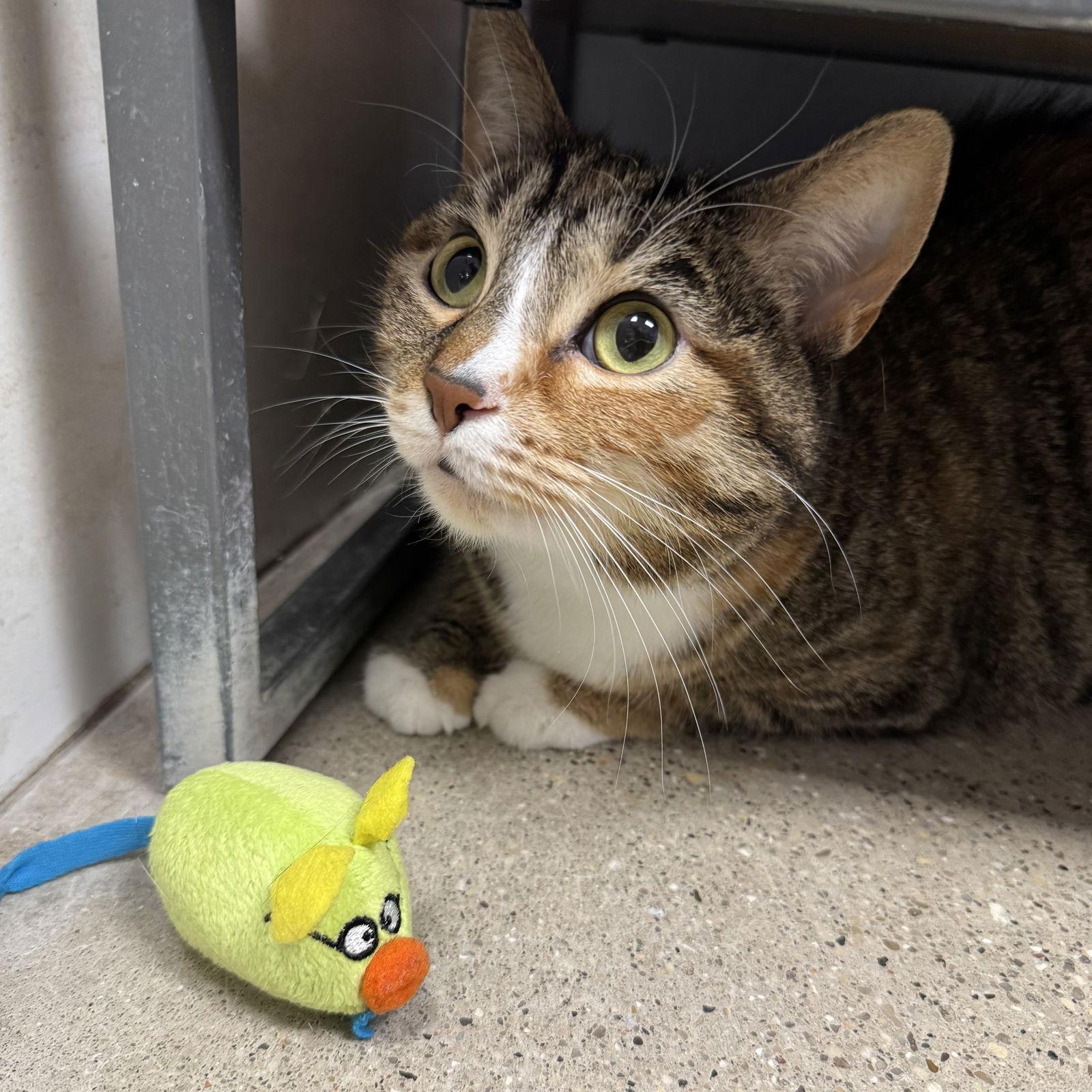 Enlarge Daisy, a Adoptable Domestic Short Hair in Hanover Park, IL image 2/3