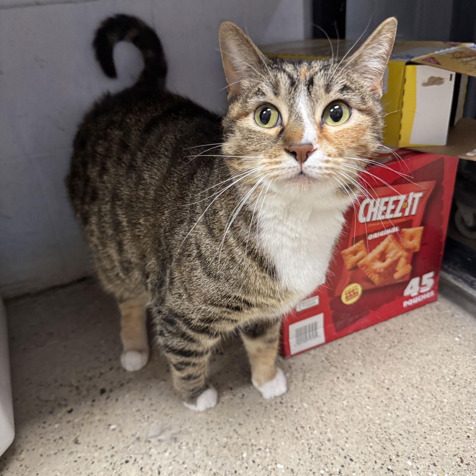 Enlarge Daisy, a Adoptable Domestic Short Hair in Hanover Park, IL image 3/3