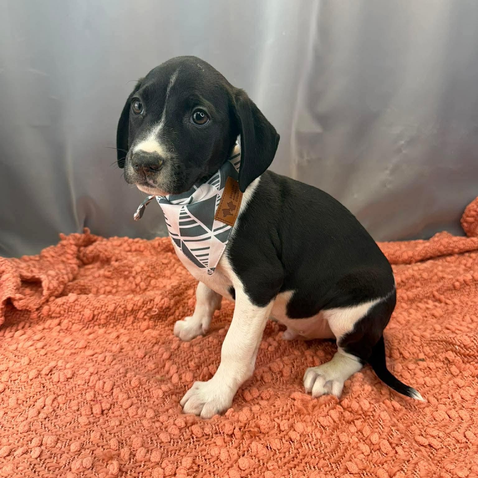 Ren, Adoptable, Puppy Male German Shorthaired Pointer.