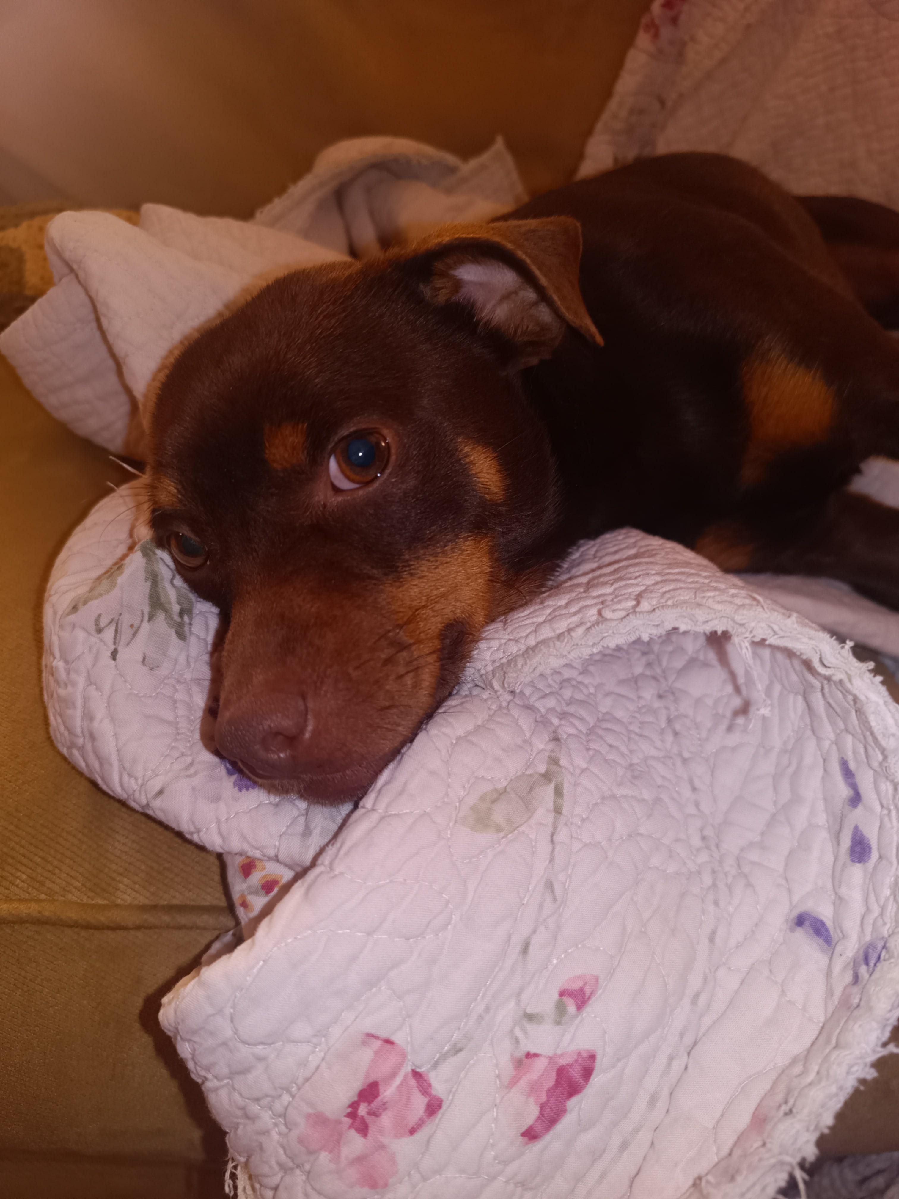 Willie, a Adoptable mixed breed in Collierville, TN image 2/5