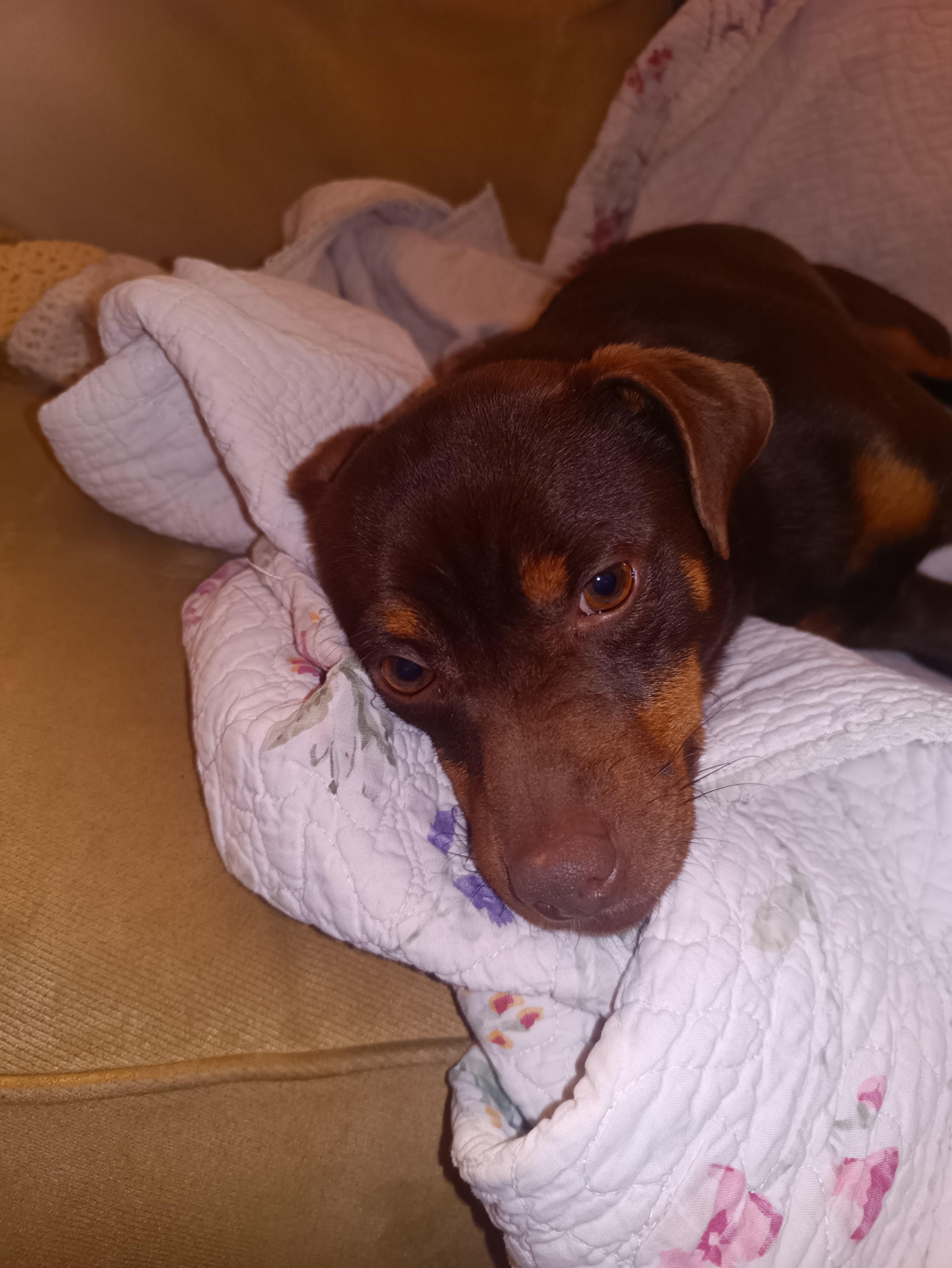 Willie, a Adoptable mixed breed in Collierville, TN image 3/5