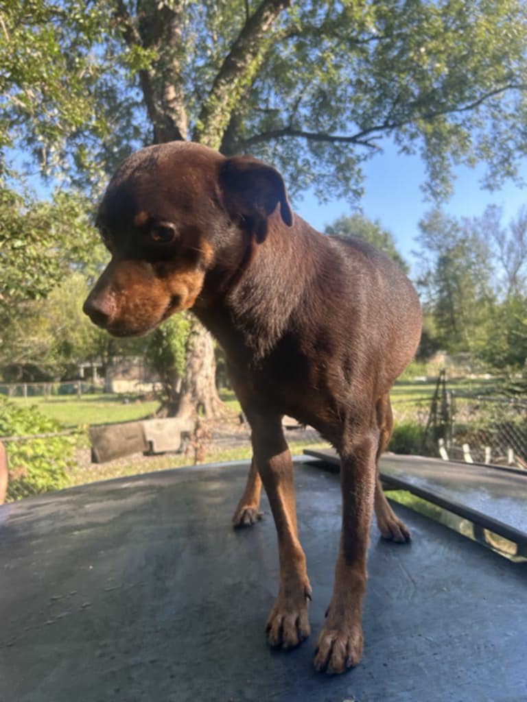 Willie, Adoptable, Young Male Miniature Pinscher.