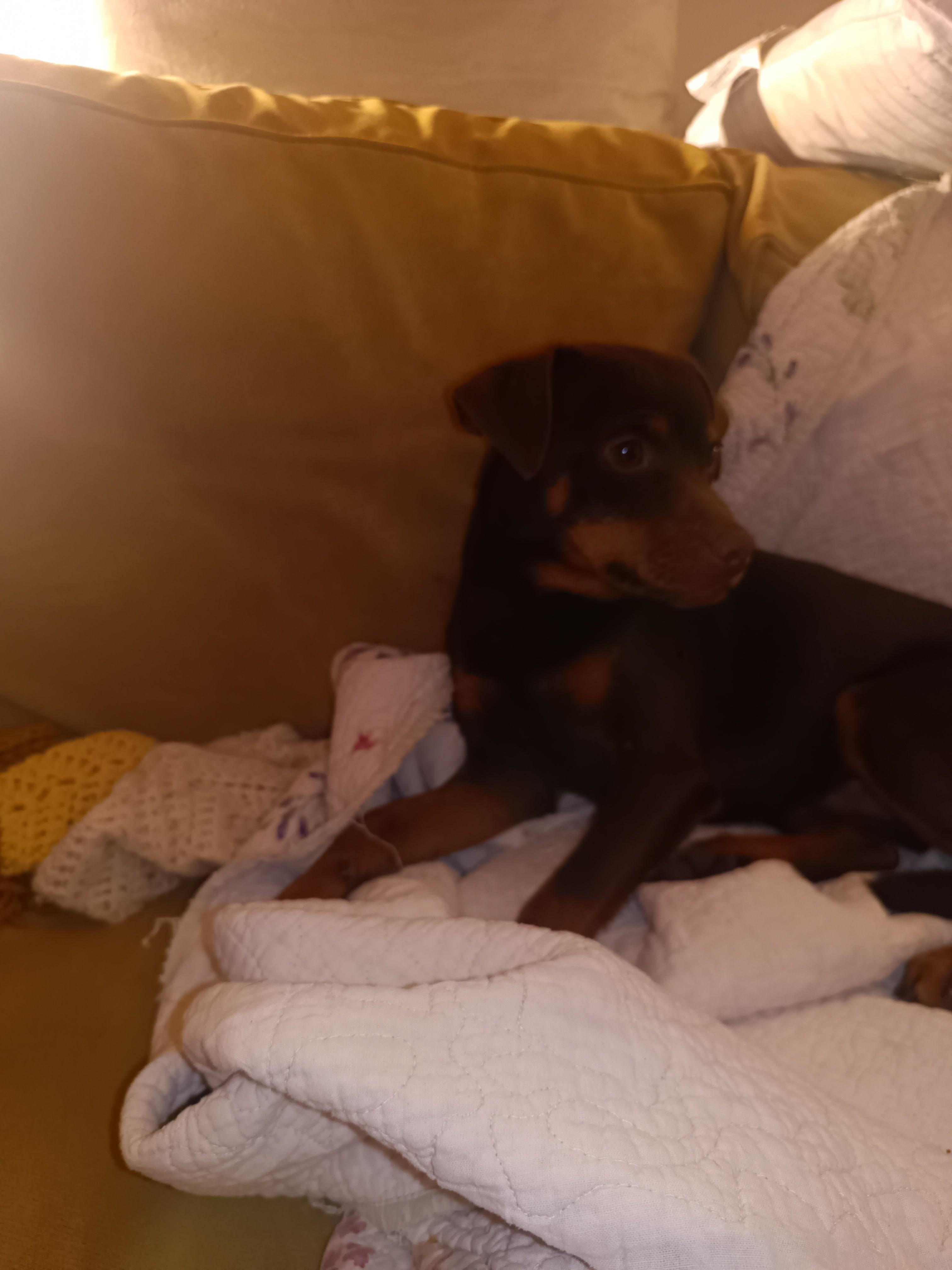 Willie, a Adoptable mixed breed in Collierville, TN image 5/5