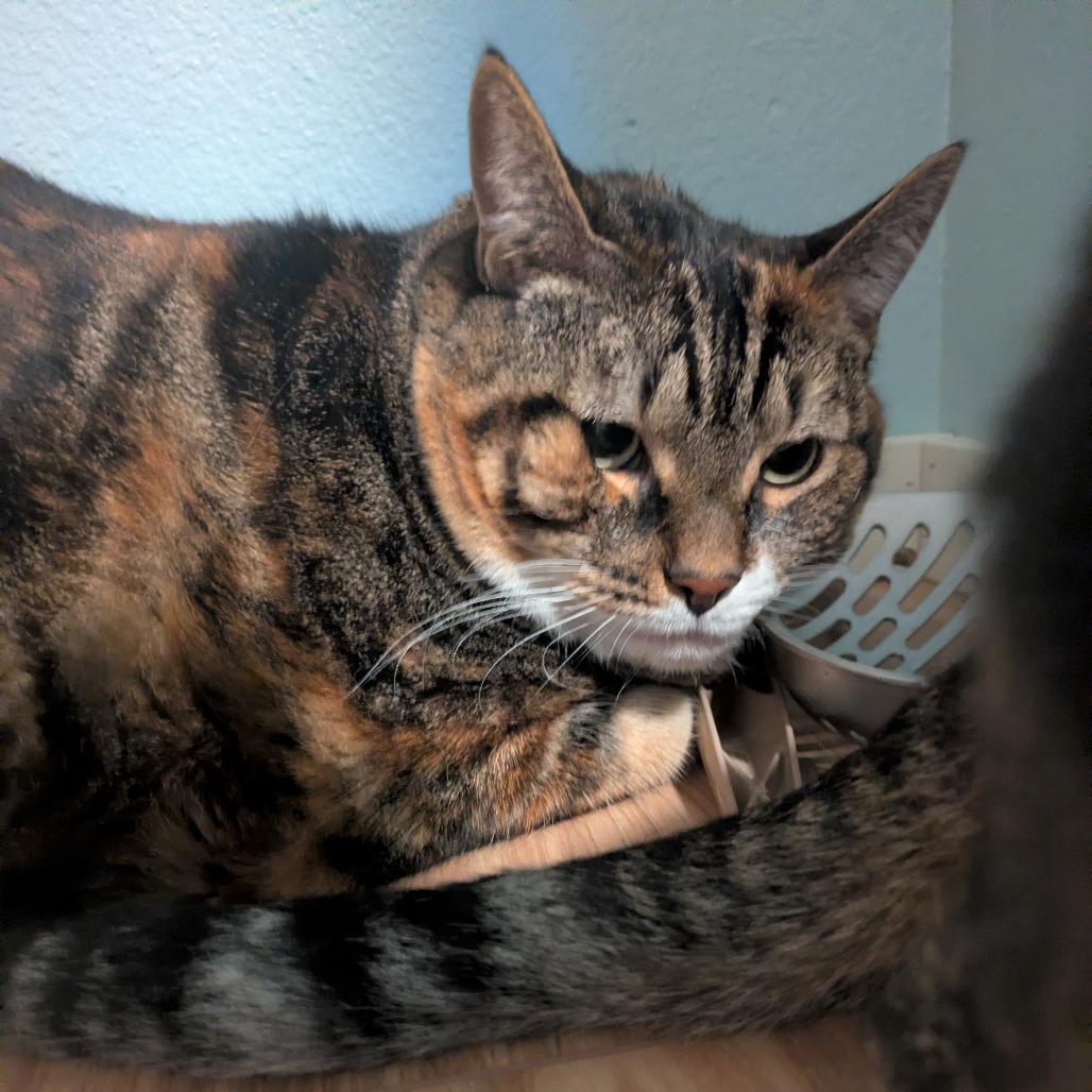 Enlarge Lily, a Adoptable Domestic Short Hair in Portland, OR image 1/1