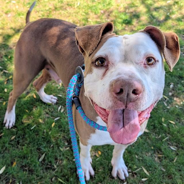KAJUN, Adoptable, Adult Male Boxer.