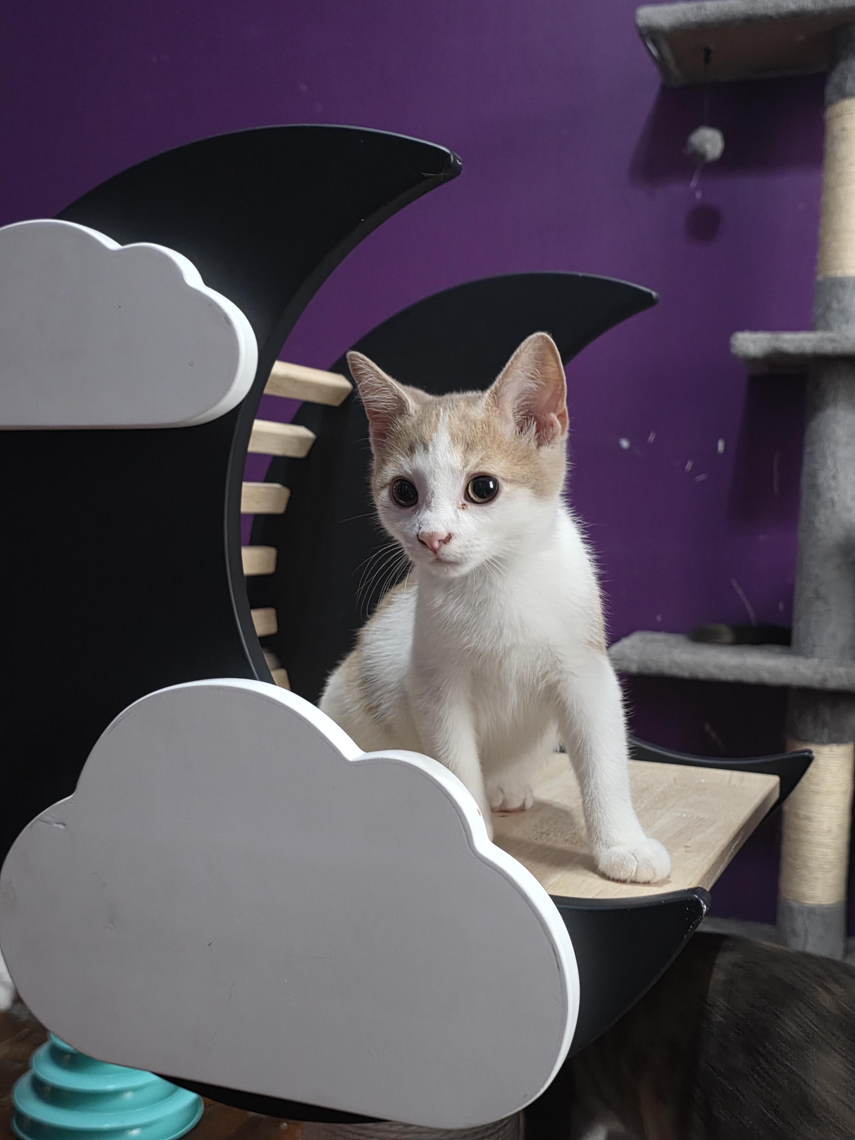 Travis, a ADOPTABLE Domestic Short Hair in Greensburg, PA image 4/4