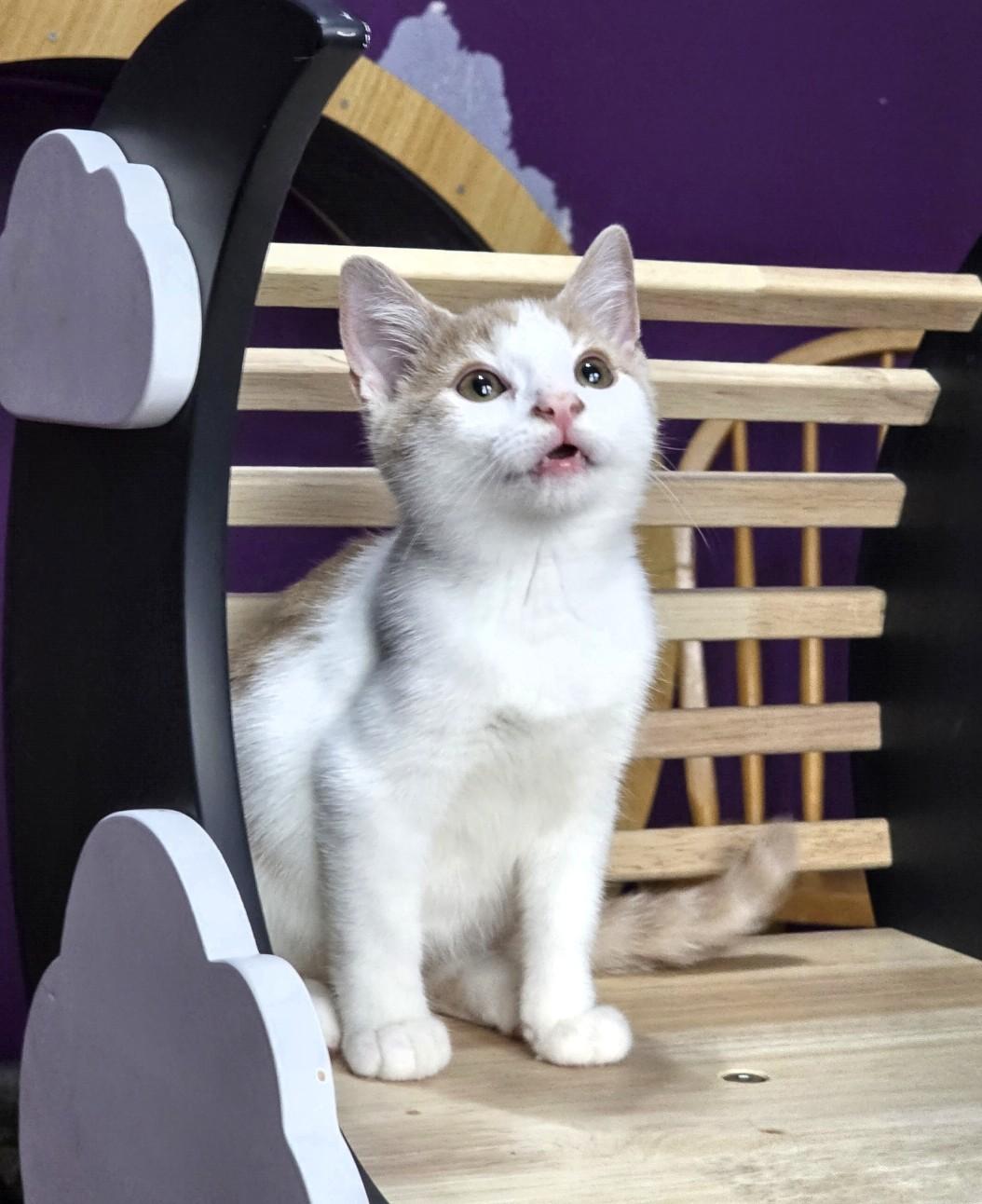 Travis, a ADOPTABLE Domestic Short Hair in Greensburg, PA image 1/4