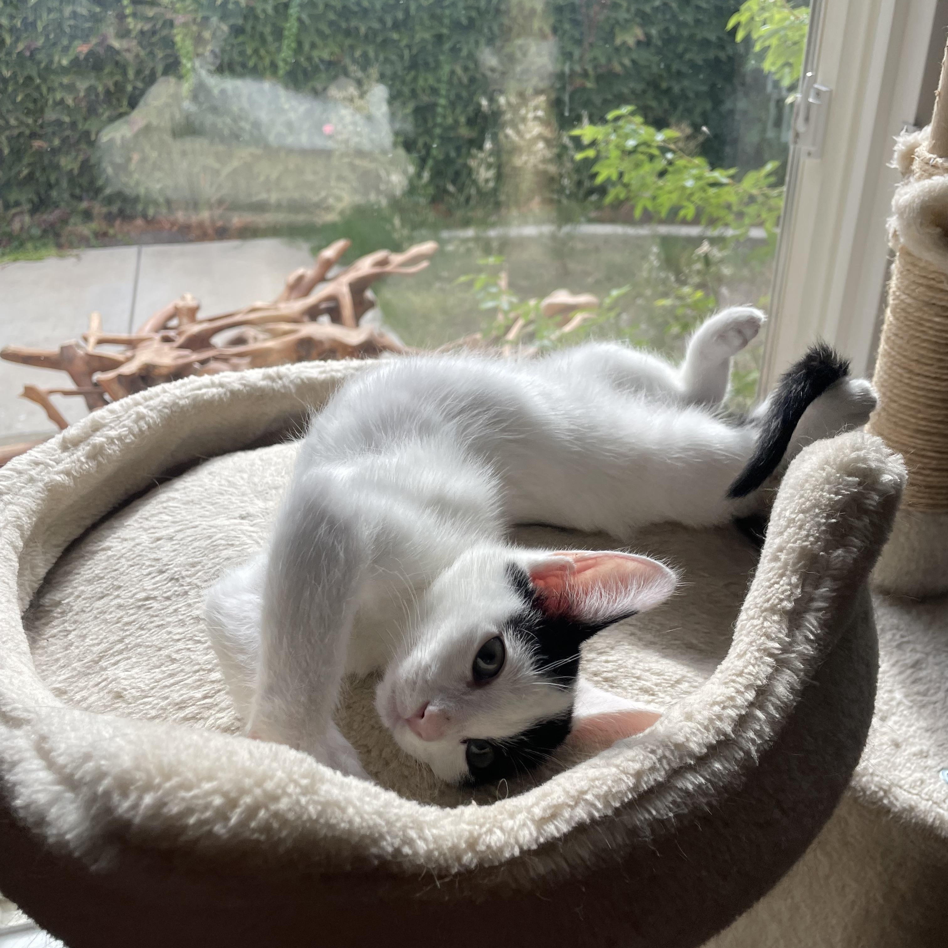 Enlarge Cool Ranch, a Adoptable Domestic Short Hair in Brentwood, CA image 2/2