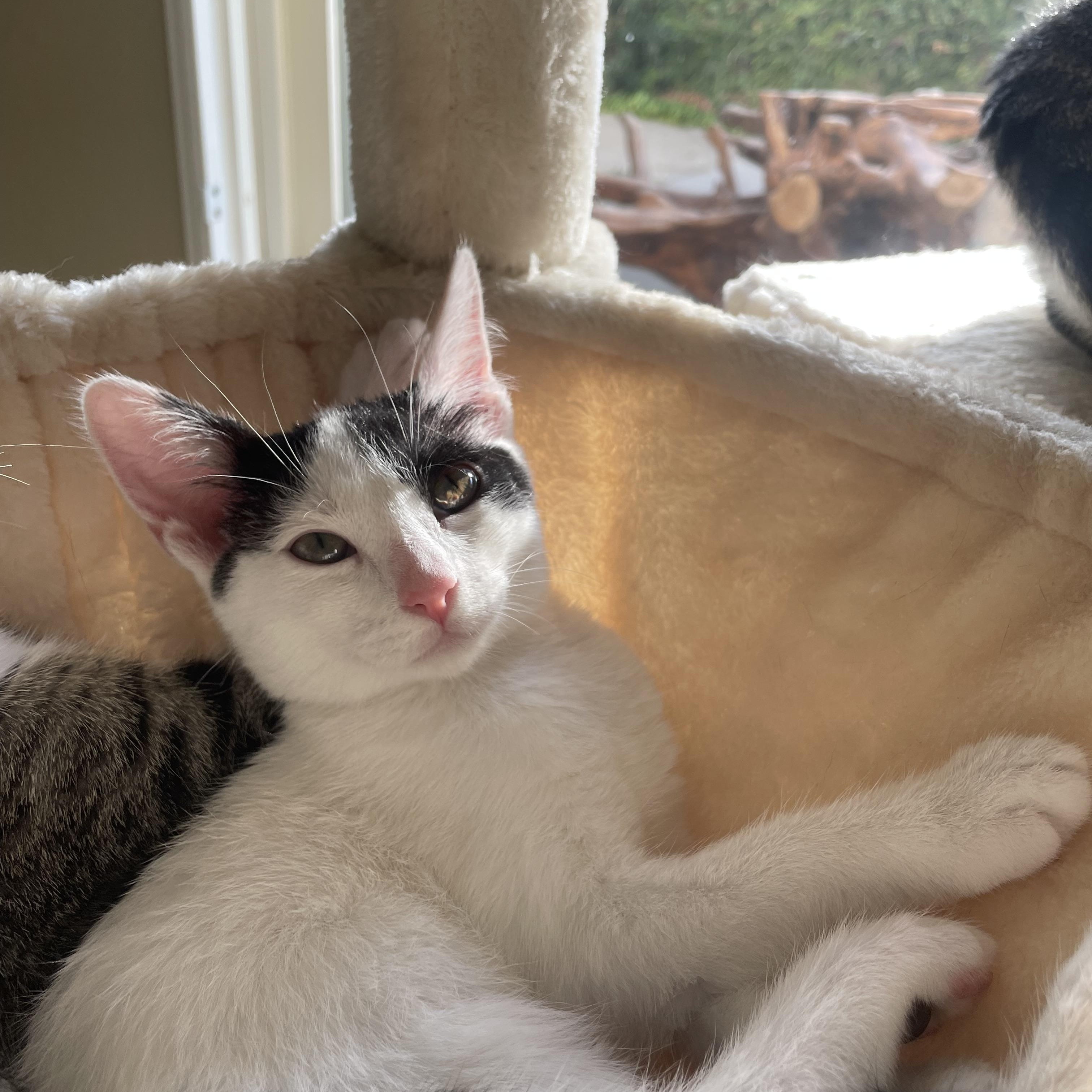 Cool Ranch, Adoptable, Kitten Female Domestic Short Hair.