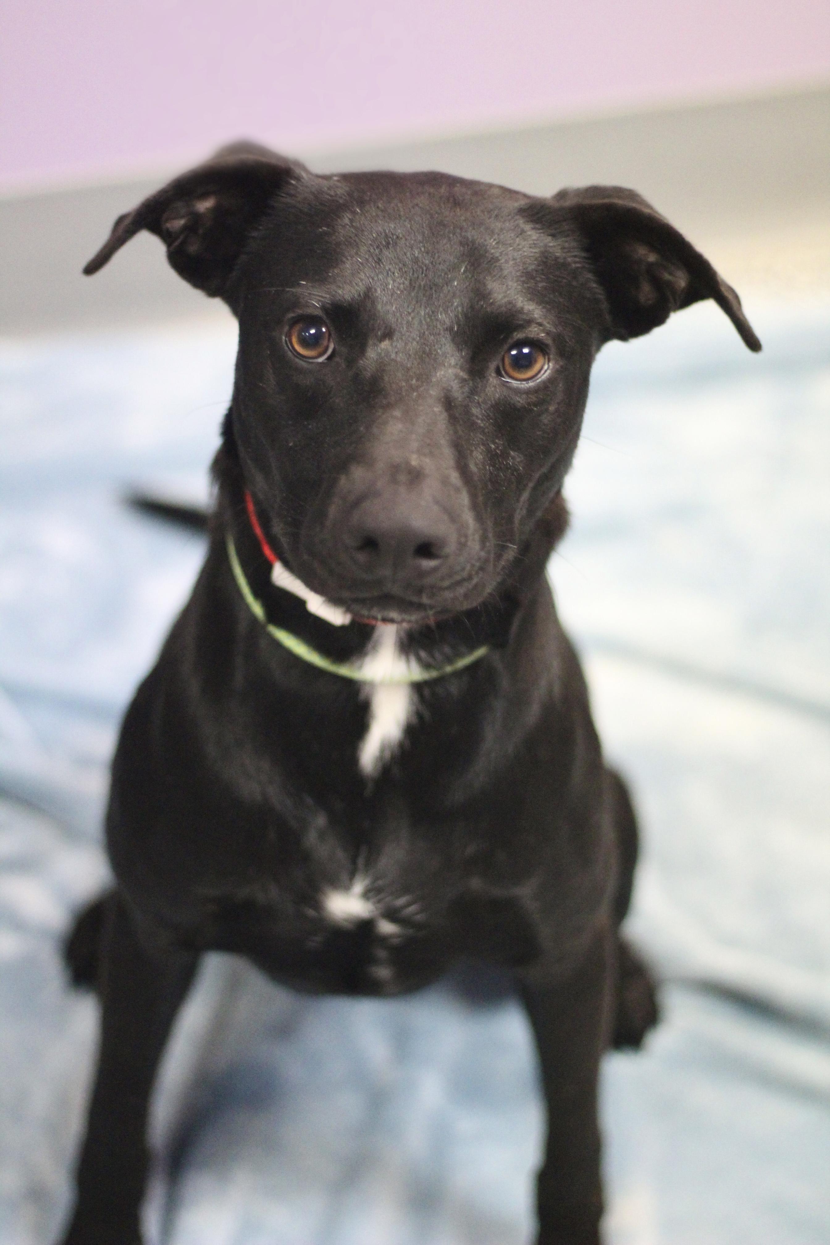 Enlarge Scrimp in NH. Come Meet our Adoptable Dogs Wednesday-Saturday. More info in Bio, a ADOPTABLE mixed breed in Manchester, NH image 1/1
