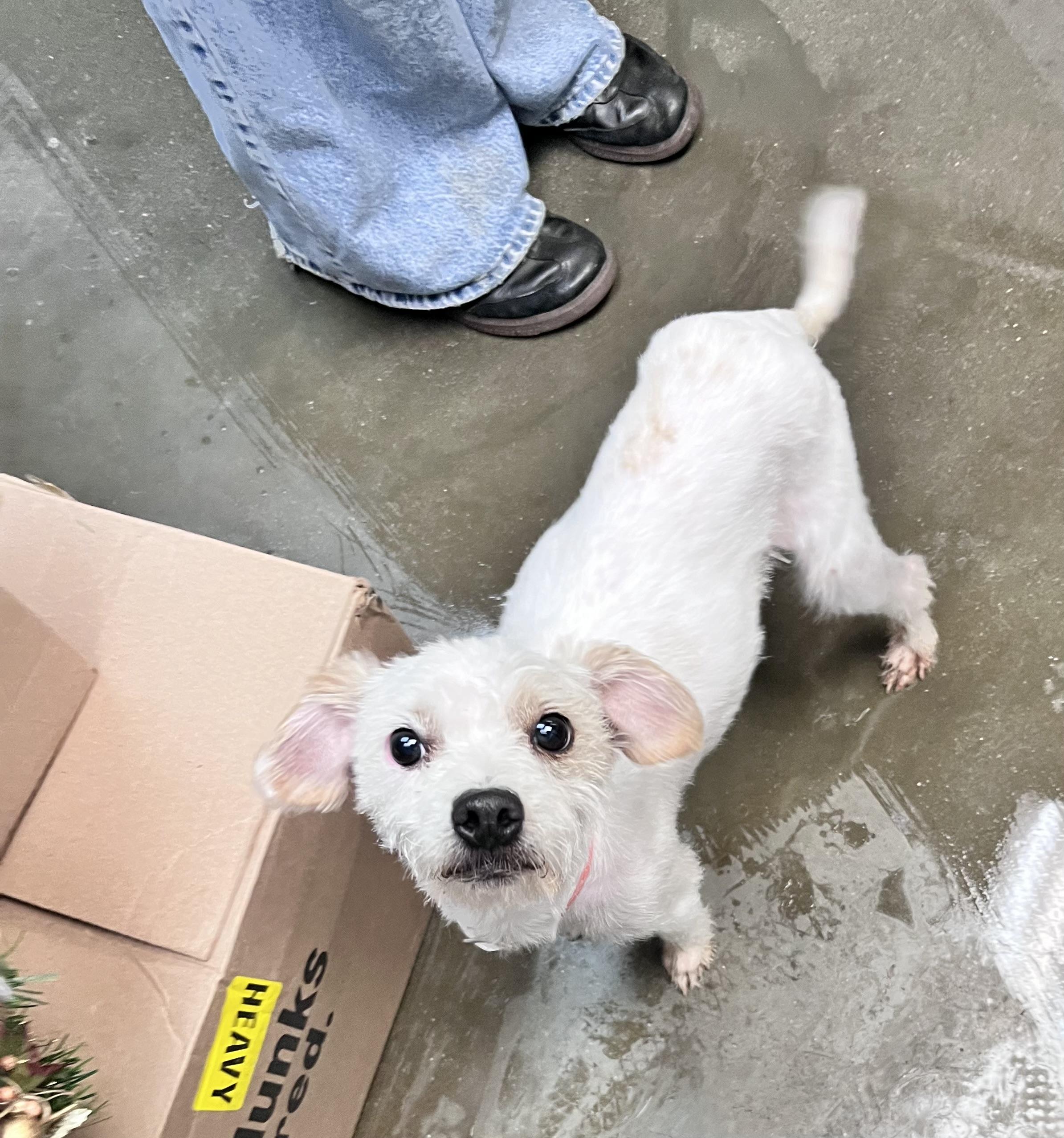 Marcelo , ADOPTABLE, Adult Male Terrier & Poodle.