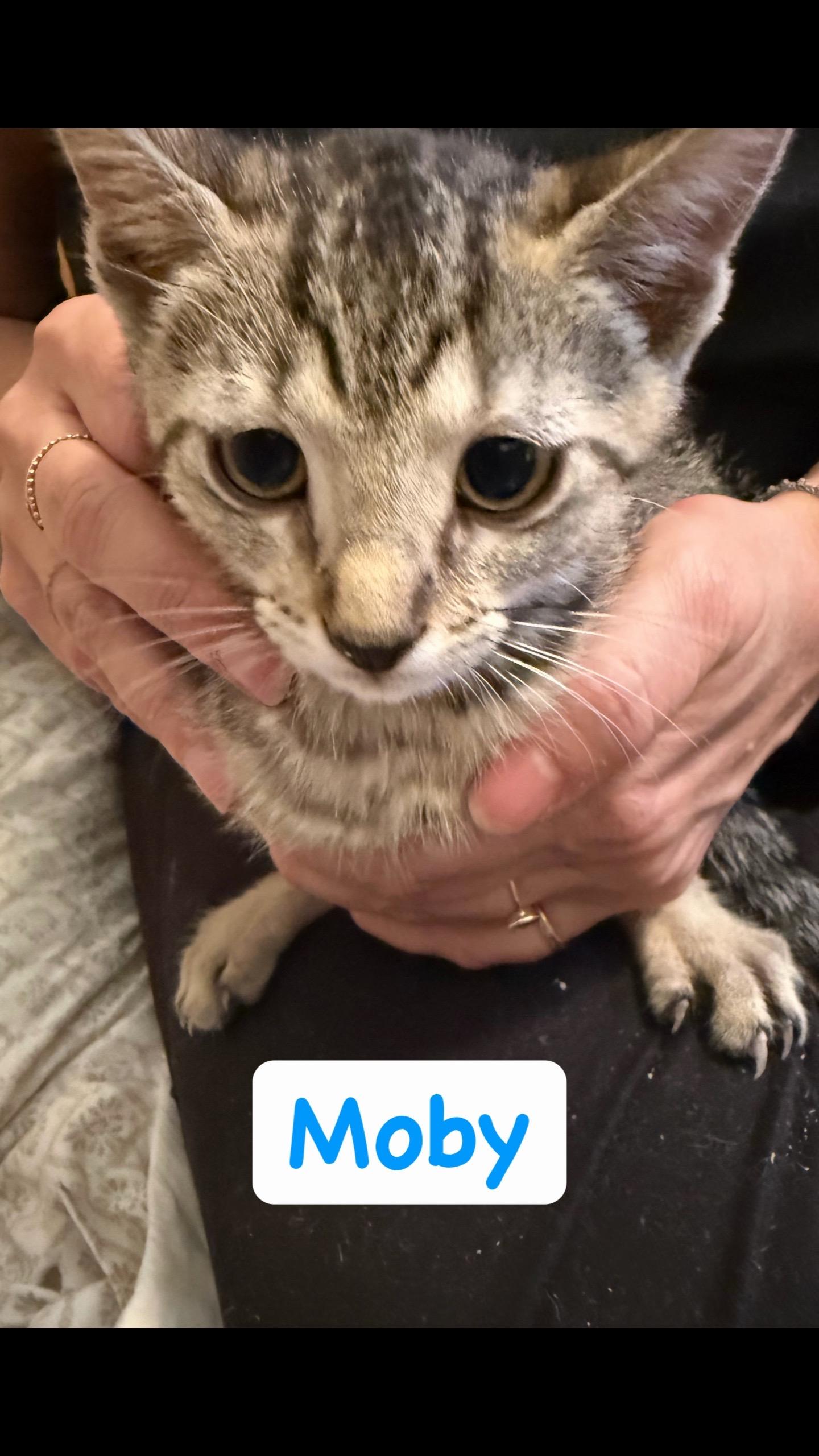 Enlarge Moby, a Adoptable Domestic Short Hair in Syosset, NY image 1/2