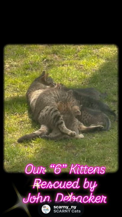 Enlarge Moby, a Adoptable Domestic Short Hair in Syosset, NY video 2/2