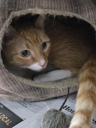 Klaus — thumbnail 2