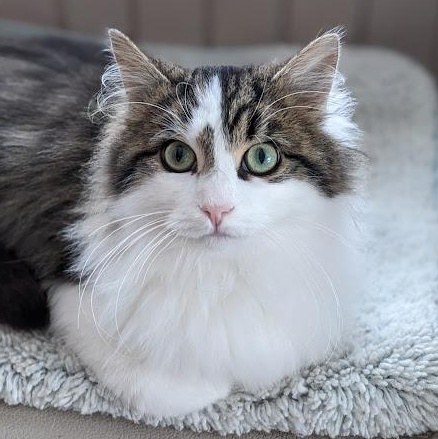 Jonah, adopted, Kitten Male Domestic Long Hair & Tabby.