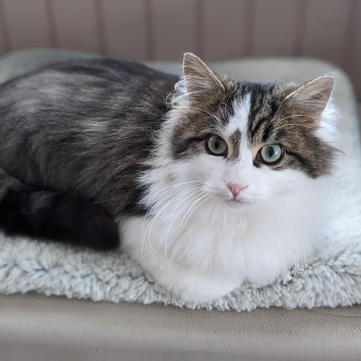 Enlarge Jonah, an adopted mixed breed in Shippenville, PA image 4/5