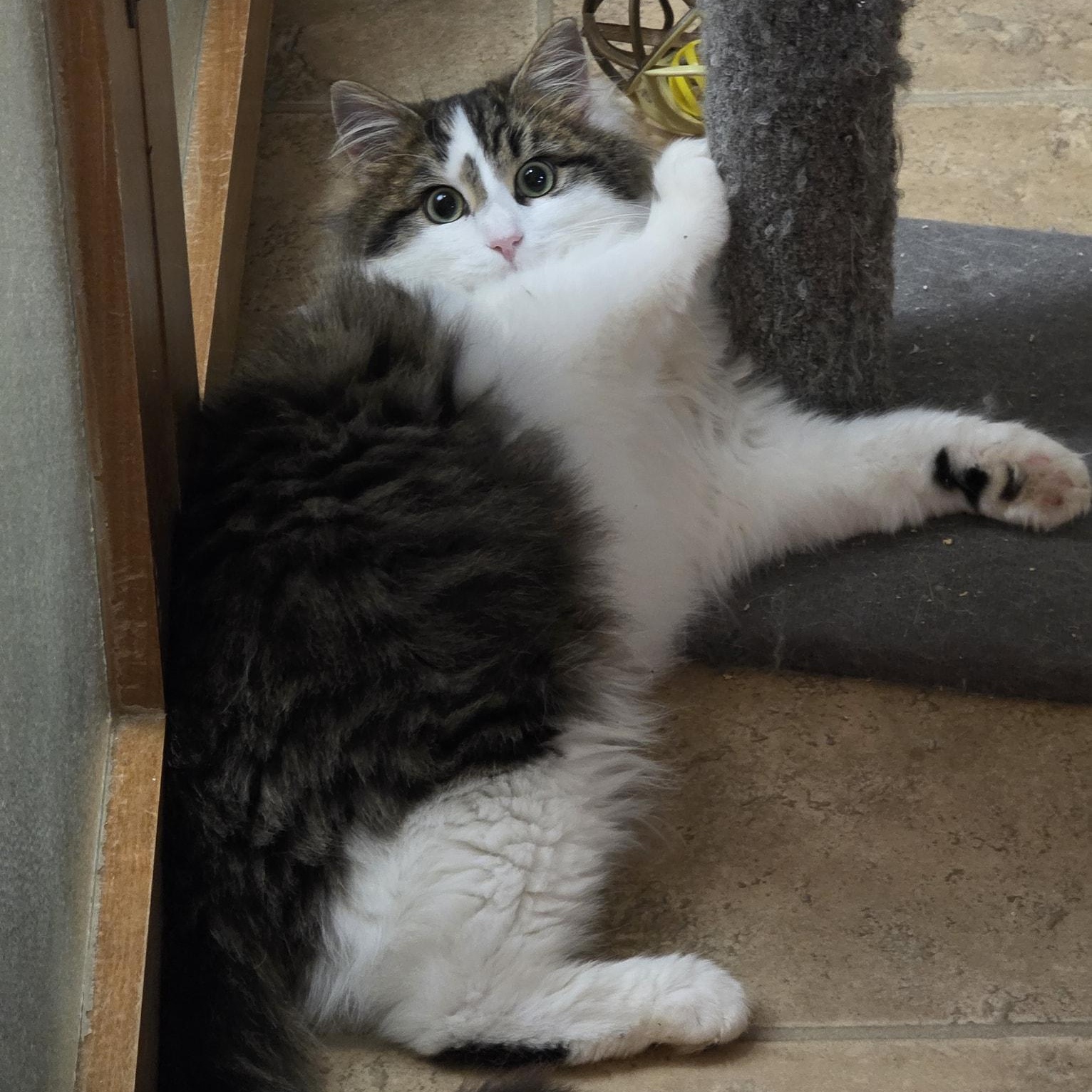 Enlarge Jonah, an adopted mixed breed in Shippenville, PA image 2/5