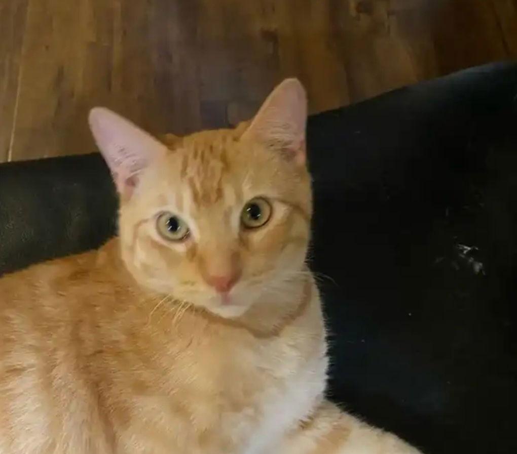 Romeo, Adoptable, Young Male Tabby.