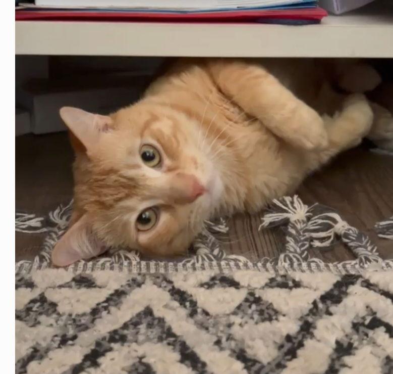 Enlarge Romeo, a Adoptable Tabby in Escondido, CA image 2/3