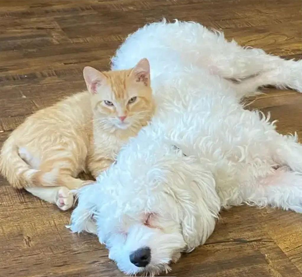 Enlarge Romeo, a Adoptable Tabby in Escondido, CA image 3/3