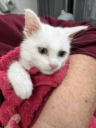 Enlarge HalfNHalf, a Adoptable Domestic Short Hair in Simcoe, ON image 1/1