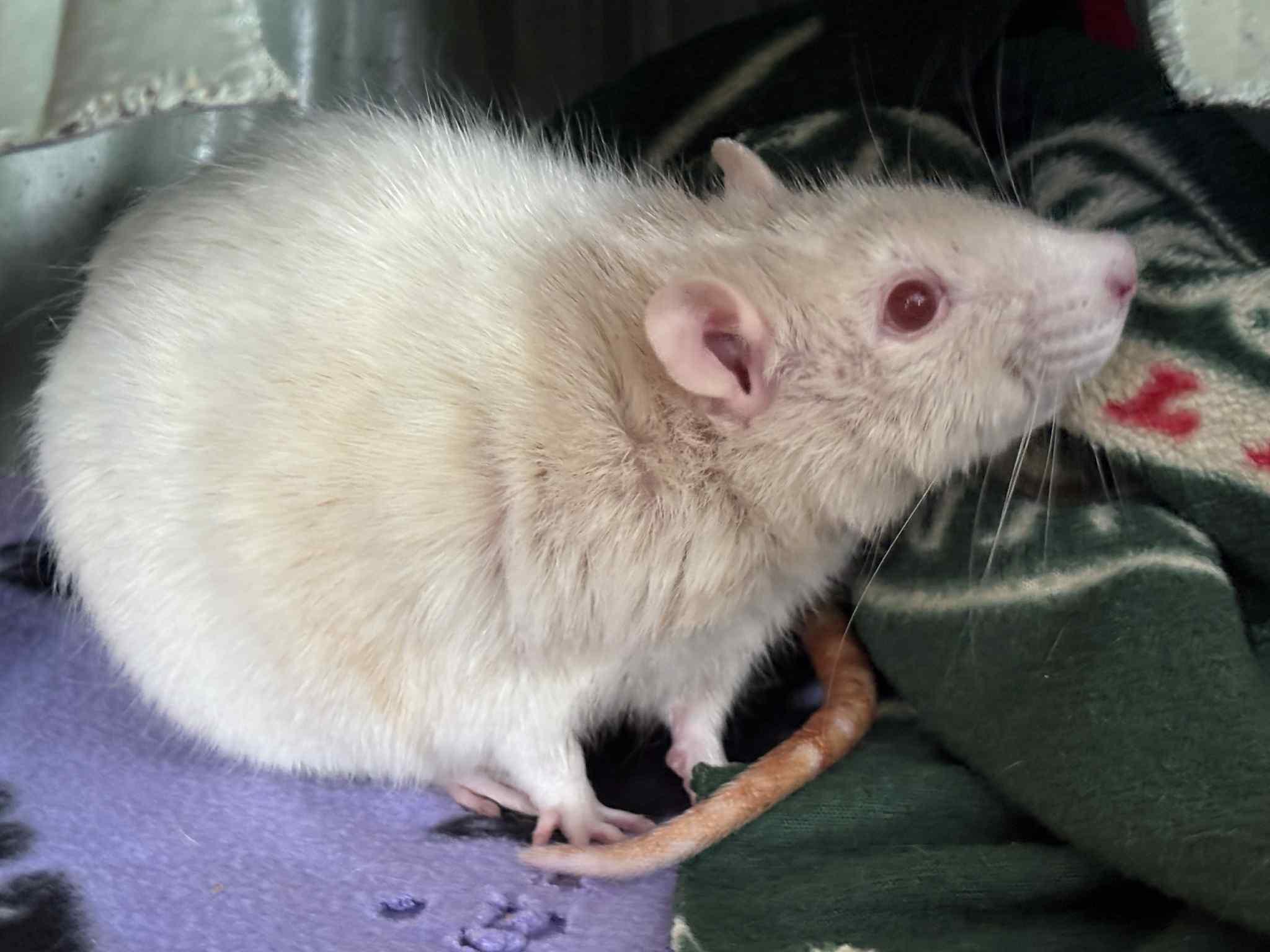 Enlarge Cogs, a ADOPTABLE Rat in Saint Paul, MN image 2/3