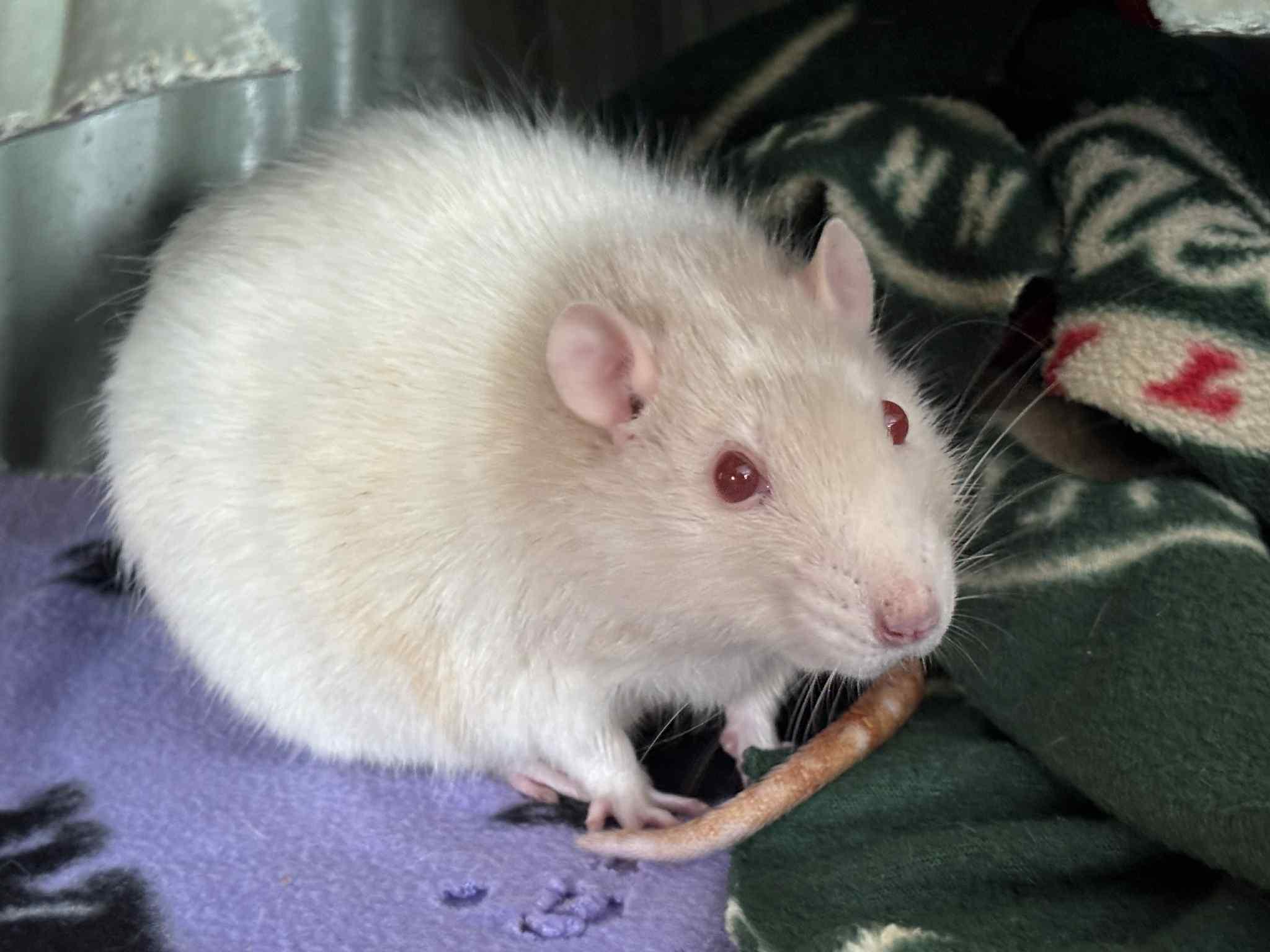 Enlarge Cogs, a ADOPTABLE Rat in Saint Paul, MN image 1/3