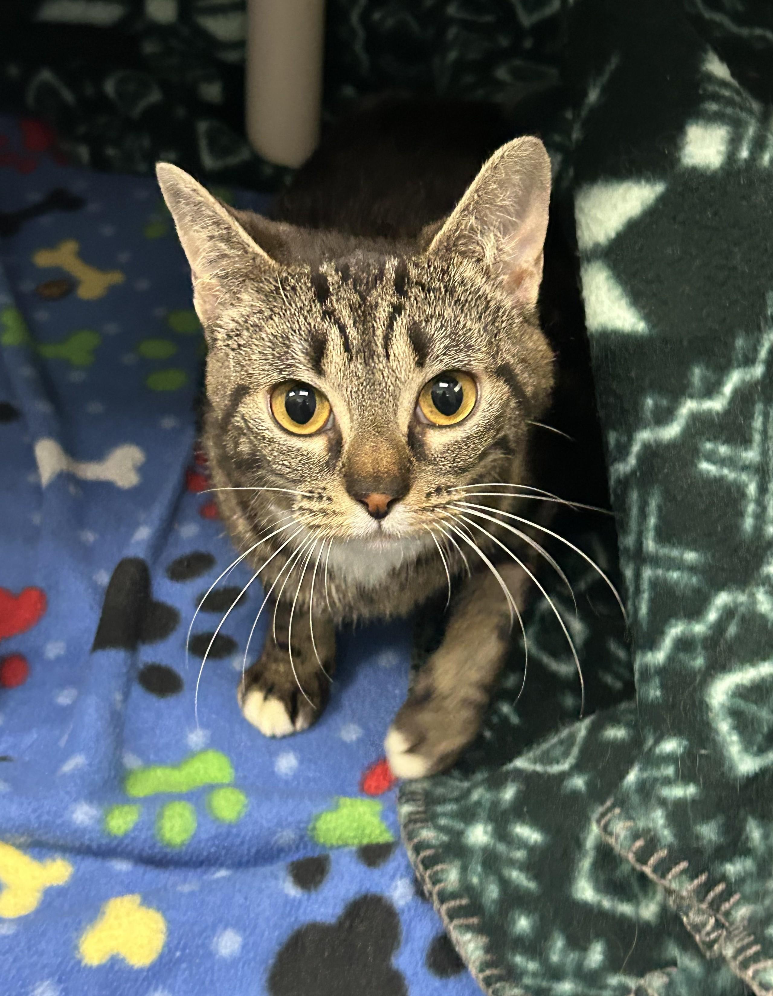 Magenta, an adoptable Domestic Short Hair in Juneau, AK, 99801 | Photo Image 1